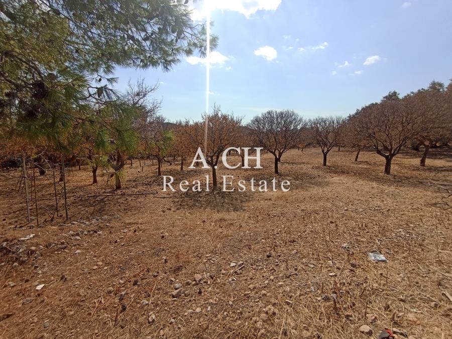 (For Sale) Land Large Land  || East Attica/Anavyssos - 10.700 Sq.m, 1.000.000€ 